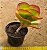 Kalanchoe vivien - Imagem 2