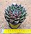 Echeveria san luis - Imagem 11