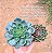Echeveria san luis - Imagem 10
