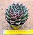 Echeveria san luis - Imagem 8