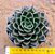 Echeveria san luis - Imagem 1