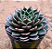 Echeveria san luis - Imagem 3