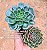 Echeveria san luis - Imagem 9