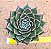 Echeveria san luis - Imagem 7