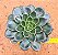 Echeveria san luis - Imagem 2
