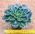 Echeveria san luis - Imagem 6