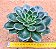 Echeveria san luis - Imagem 4