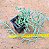 Senecio radicans v. Glauca - Suculenta "colar-de-anzol" - Imagem 3