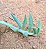 Senecio radicans v. Glauca - Suculenta "colar-de-anzol" - Imagem 2