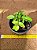 Kalanchoe prolifera - Imagem 4