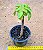 Kalanchoe prolifera - Imagem 2