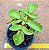 Kalanchoe prolifera - Imagem 3