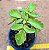Kalanchoe prolifera - Imagem 1