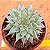 Graptoveria silverstar - Imagem 1