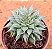 Graptoveria silverstar - Imagem 2