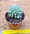 Graptoveria silverstar - Imagem 3