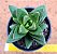 Crassula benjamin ssp. - Imagem 2
