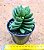 Crassula benjamin ssp. - Imagem 3