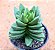 Crassula benjamin ssp. - Imagem 1