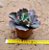 Echeveria gibiflora can can - Imagem 6