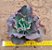 Echeveria gibiflora can can - Imagem 4