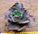 Echeveria gibiflora can can - Imagem 5