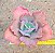 Echeveria gibiflora can can - Imagem 1
