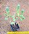 Sedum griseum - Imagem 3