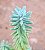 Sedum griseum - Imagem 4