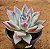 Echeveria ice crystal - Imagem 6