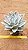 Echeveria ice crystal - Imagem 7