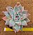 Echeveria ice crystal - Imagem 5