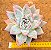 Echeveria ice crystal - Imagem 1