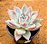 Echeveria ice crystal - Imagem 2