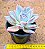 Echeveria ice crystal - Imagem 4