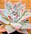 Echeveria ice crystal - Imagem 3