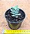 Crassula falcata minor - Imagem 2