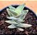 Crassula falcata minor - Imagem 1