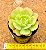 Echeveria curly sue - Imagem 3