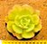 Echeveria curly sue - Imagem 1