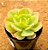 Echeveria curly sue - Imagem 2