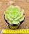 Echeveria curly sue - Imagem 4