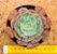 Echeveria muesli - Imagem 1