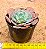 Echeveria muesli - Imagem 3