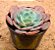 Echeveria muesli - Imagem 2