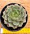 Echeveria Spirit blossom - Imagem 1