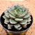 Echeveria Spirit blossom - Imagem 2