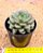 Echeveria Spirit blossom - Imagem 3