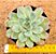Echeveria Green bumps - Imagem 1