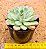 Echeveria Green bumps - Imagem 3